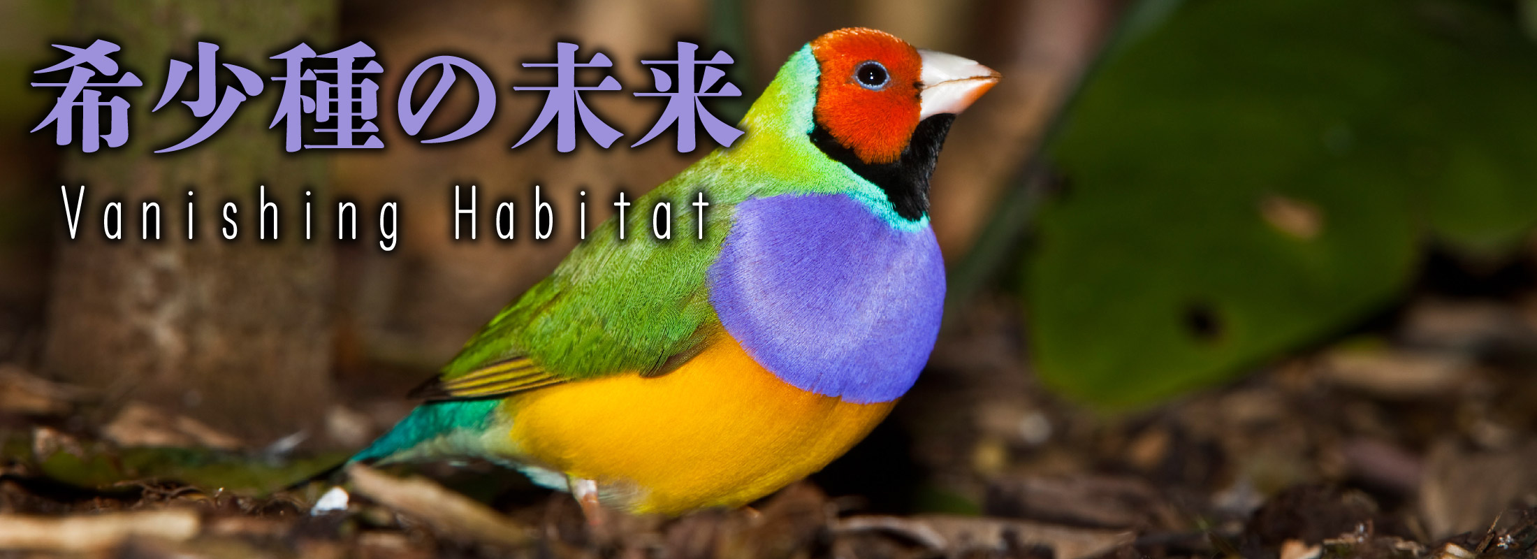 鳥の未来